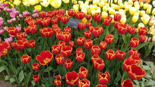 IMG_20160409_180113040