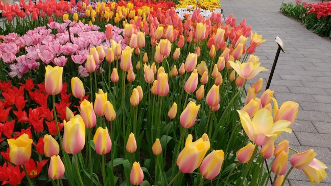 IMG_20160409_181213247